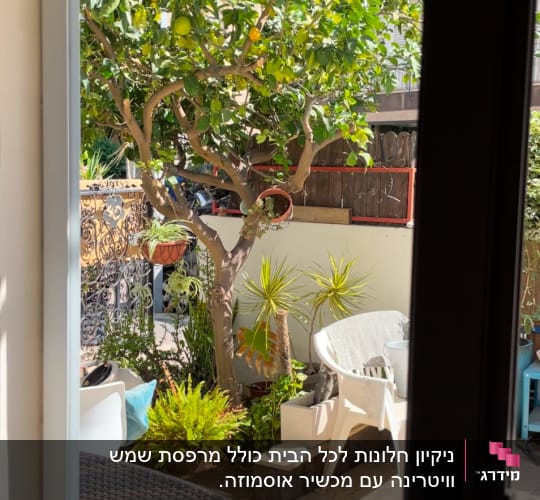 גינה עם עצים וצמחים, דלי על שולחן